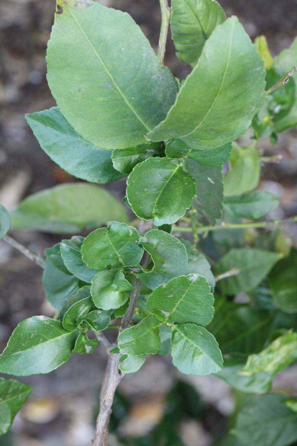              Shade leaves (Riverside, CA)       